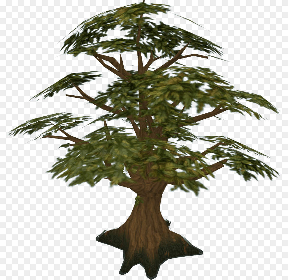 Palm Tree Drawing On Wood 3d Oak Tree Runescape, Conifer, Plant, Tree Trunk, Potted Plant Free Png