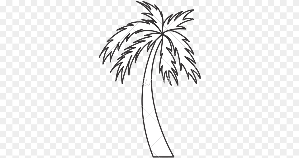 Palm Tree Drawing Palm Tree Icon White, Palm Tree, Plant, Leaf, Stencil Free Png Download