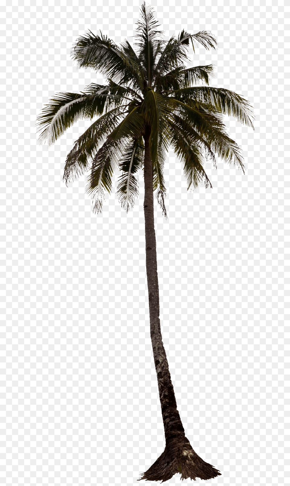 Palm Tree Elevation, Palm Tree, Plant, Outdoors Free Png
