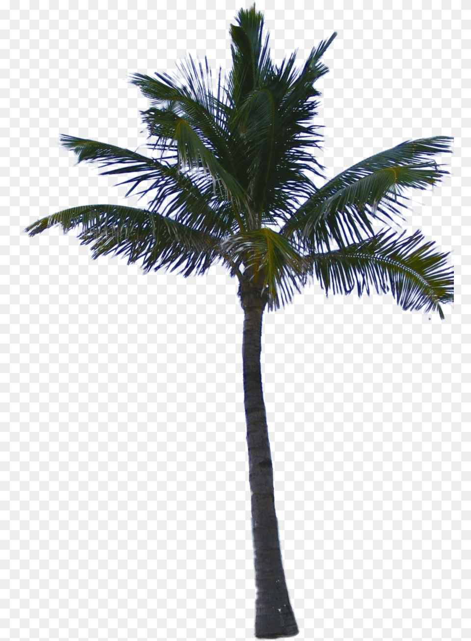 Palm Tree Palm Tree, Plant Free Transparent Png