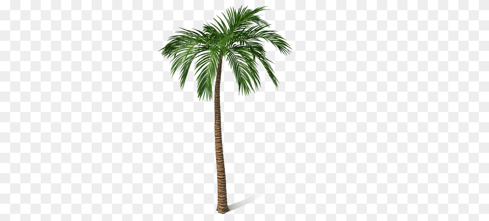 Palm Tree File Download Borassus Flabellifer, Palm Tree, Plant, Cross, Symbol Free Png