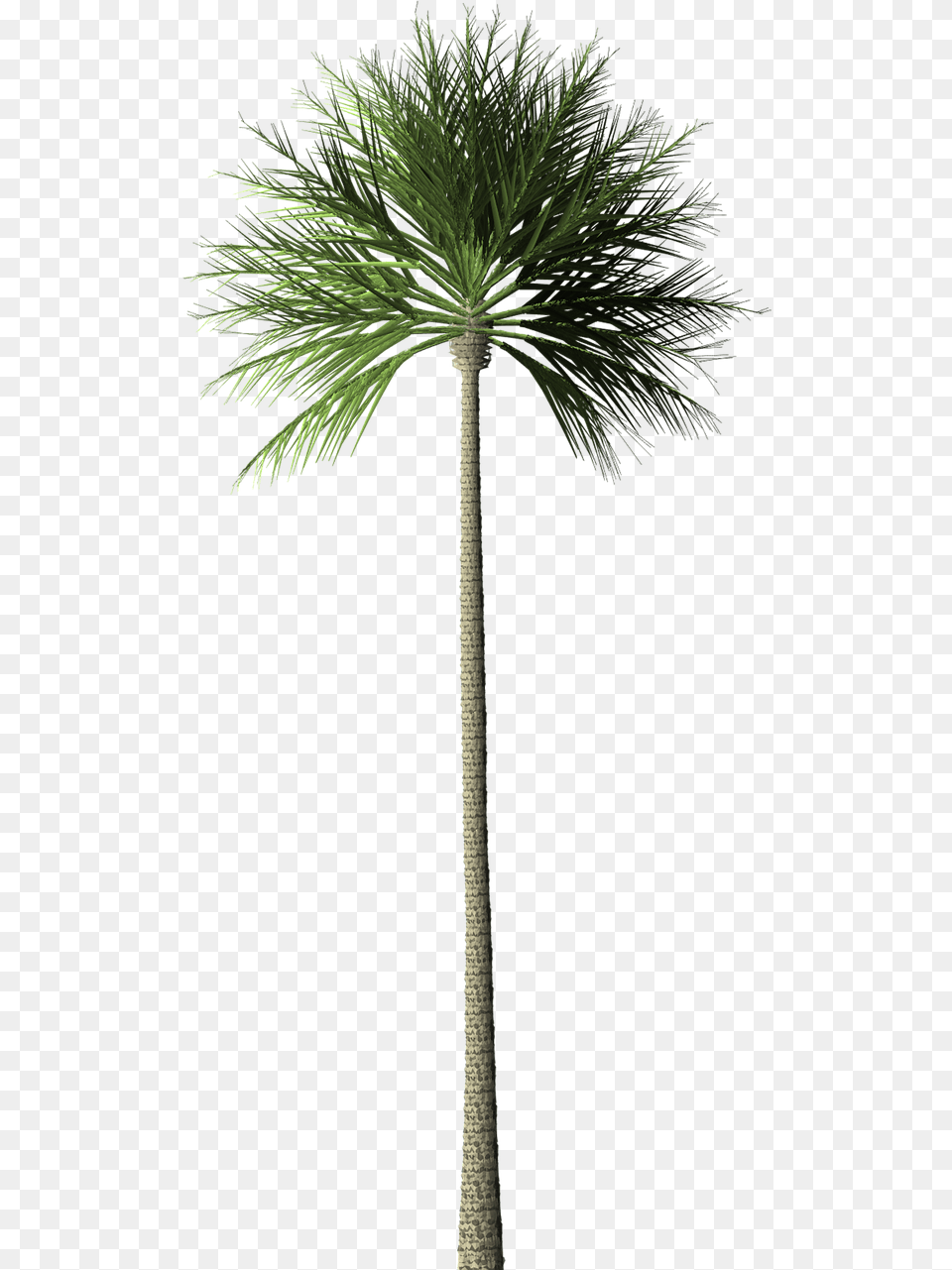 Palm Tree Image On Pixabay Pohon Palem, Palm Tree, Plant Free Transparent Png
