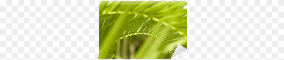 Palm Tree Frond Image Grass, Green, Leaf, Palm Tree, Plant Free Transparent Png