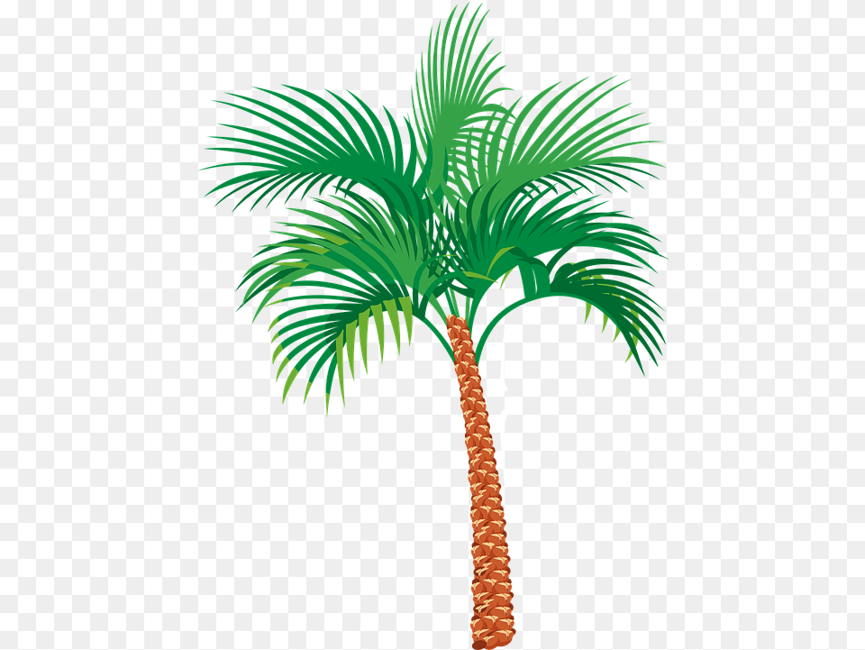 Palm Tree Graphics Date Palm Vector Vector Date Tree, Palm Tree, Plant Free Png Download