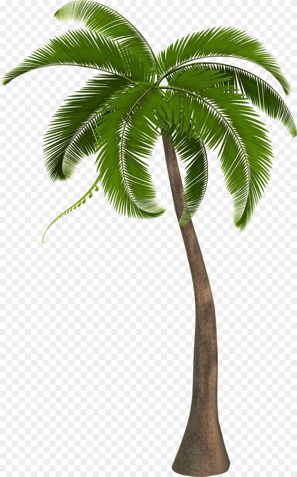 Palm Tree Hd, Palm Tree, Plant, Leaf Png