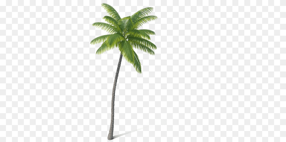 Palm Tree Hd Play Attalea Speciosa, Leaf, Palm Tree, Plant Free Transparent Png