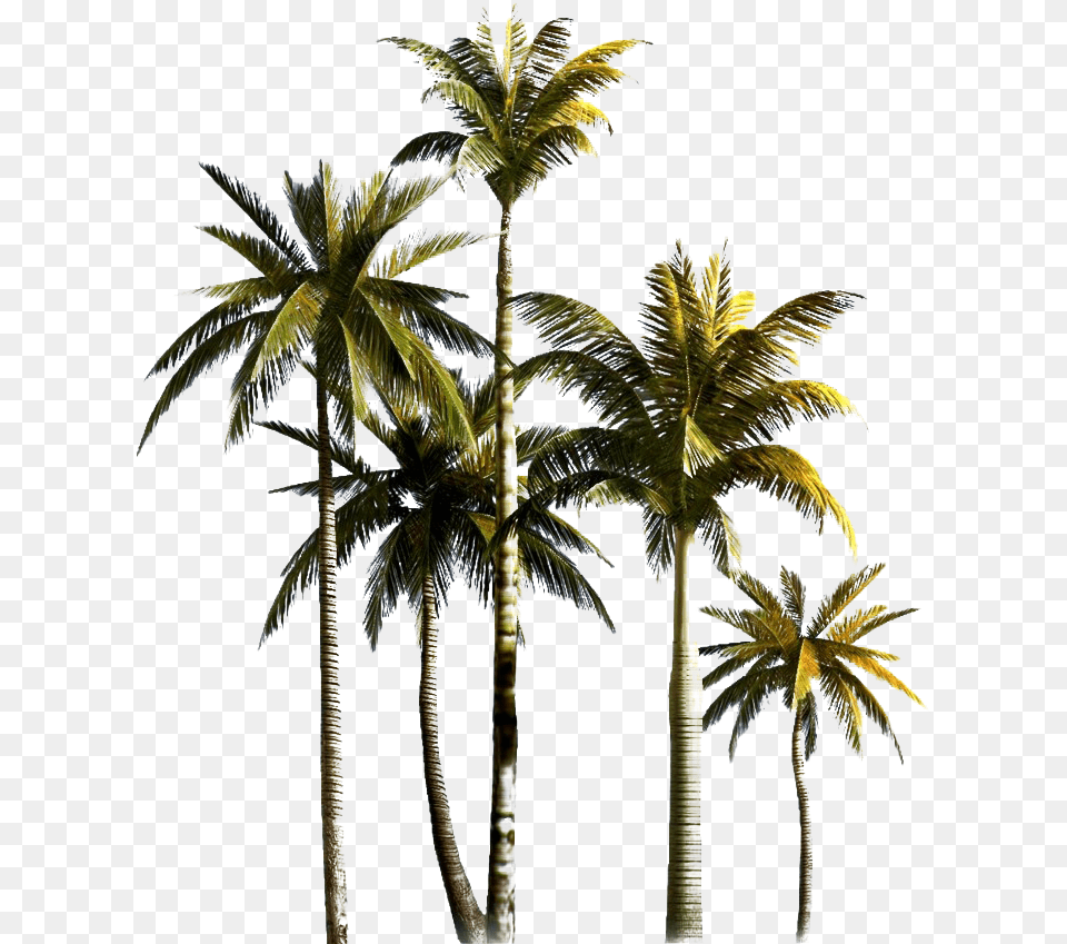 Palm Tree Hd Quality Coconut Tree Background, Palm Tree, Plant, Summer, Outdoors Png Image