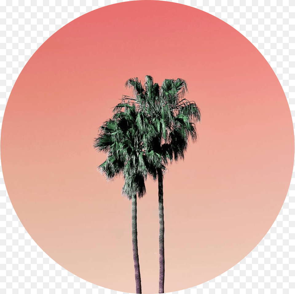 Palm Tree Icon Orange Aesthetic Profile Pictures Circle, Palm Tree, Plant, Disk Png Image