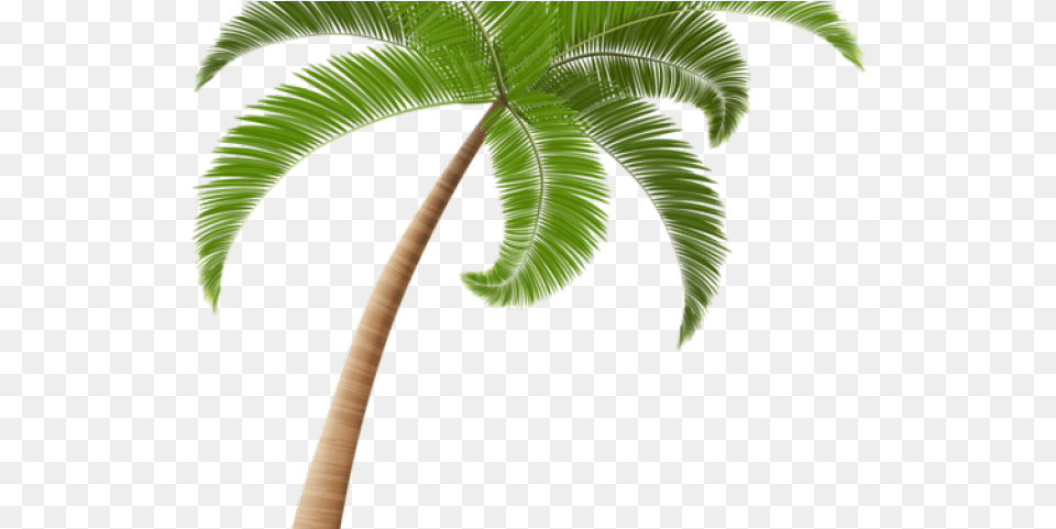 Palm Tree Illustration, Leaf, Palm Tree, Plant Free Png