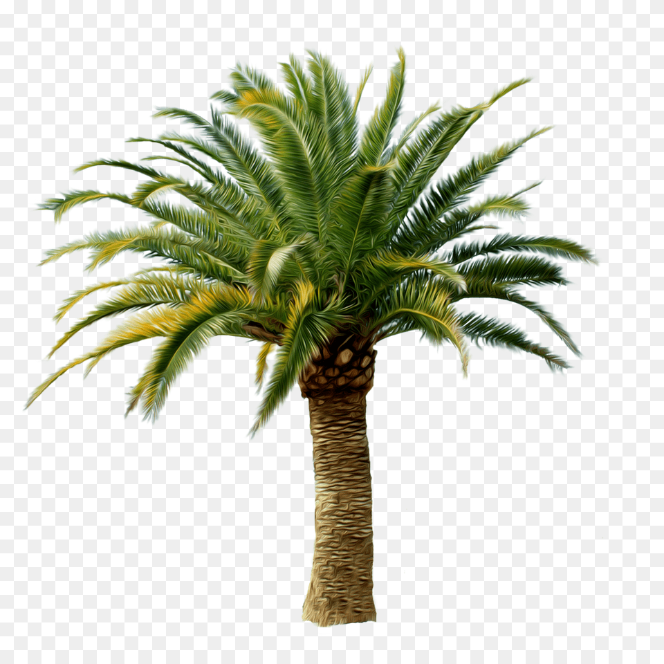 Palm Tree Image, Palm Tree, Plant, Leaf Png