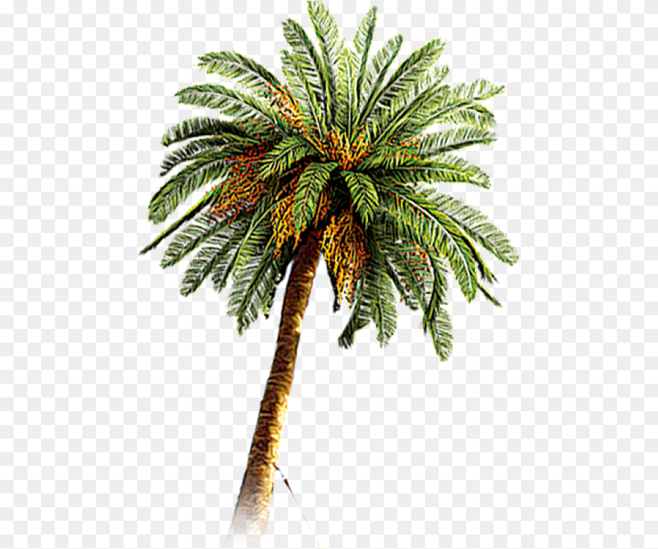Palm Tree Leaf, Palm Tree, Plant, Food Png Image