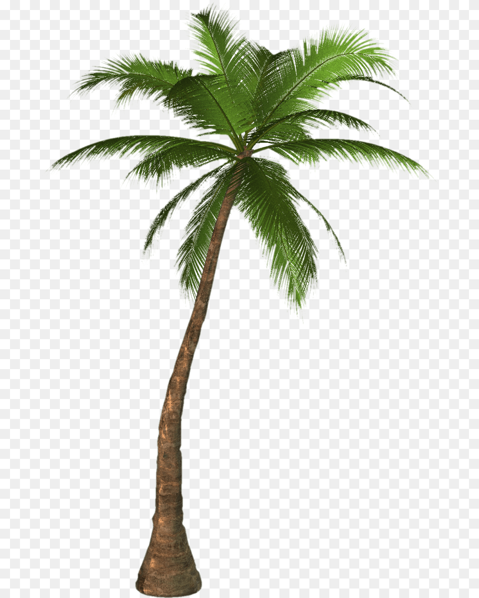 Palm Tree Image, Palm Tree, Plant, Leaf Free Transparent Png