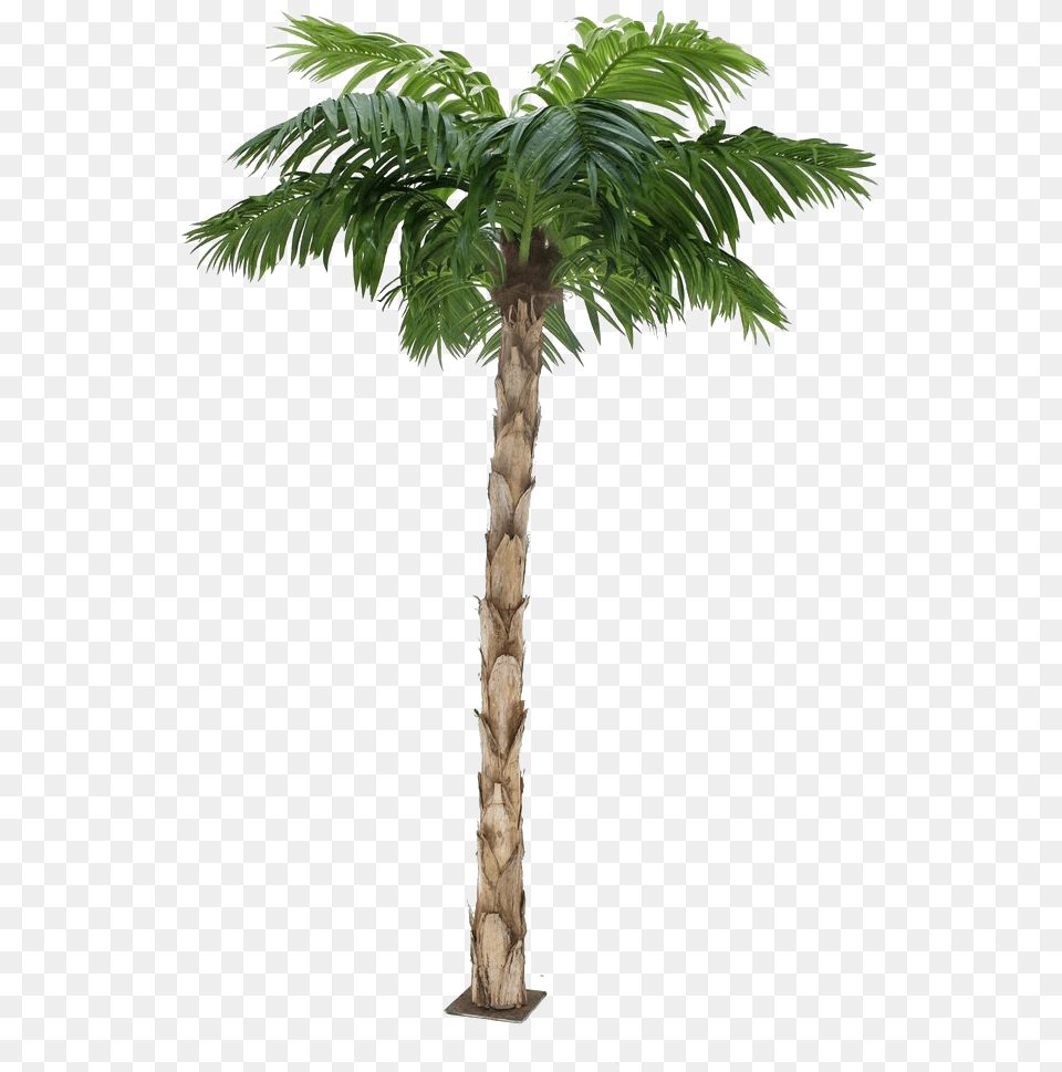 Palm Tree Background Transparent Background Format Palm Tree, Palm Tree, Plant, Cross, Symbol Png Image