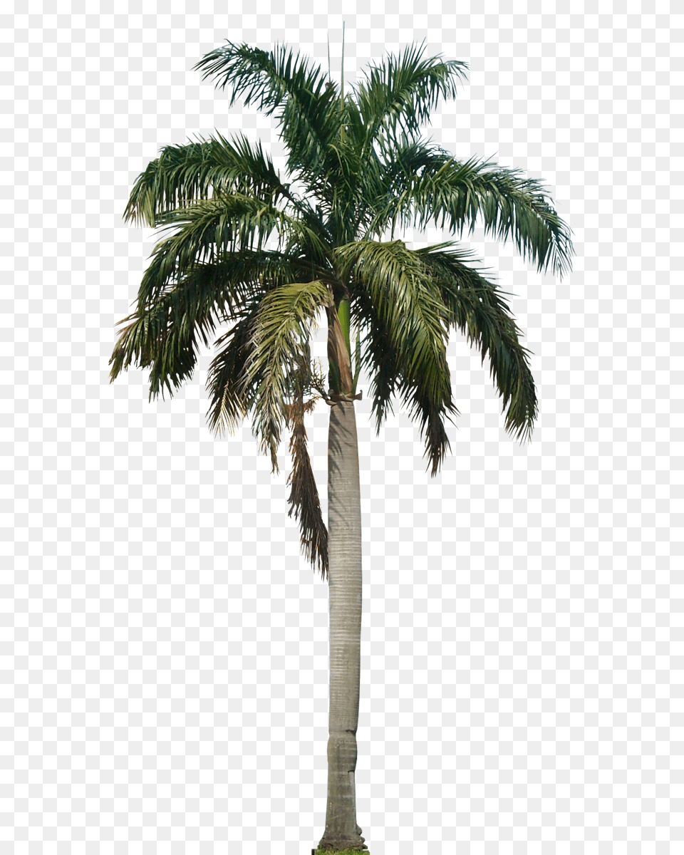 Palm Tree Image Date Palm Tree, Palm Tree, Plant Free Png Download