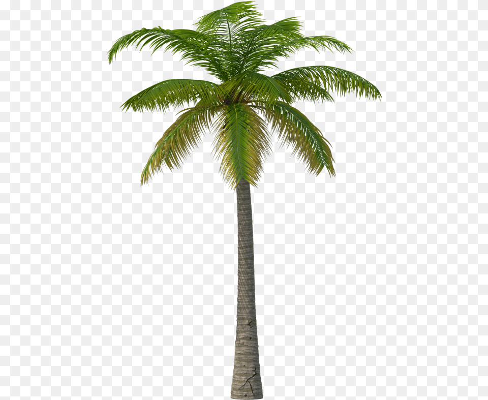Palm Tree Image Martin Garrix Summer Days Haywyre Remix, Palm Tree, Plant Free Png Download