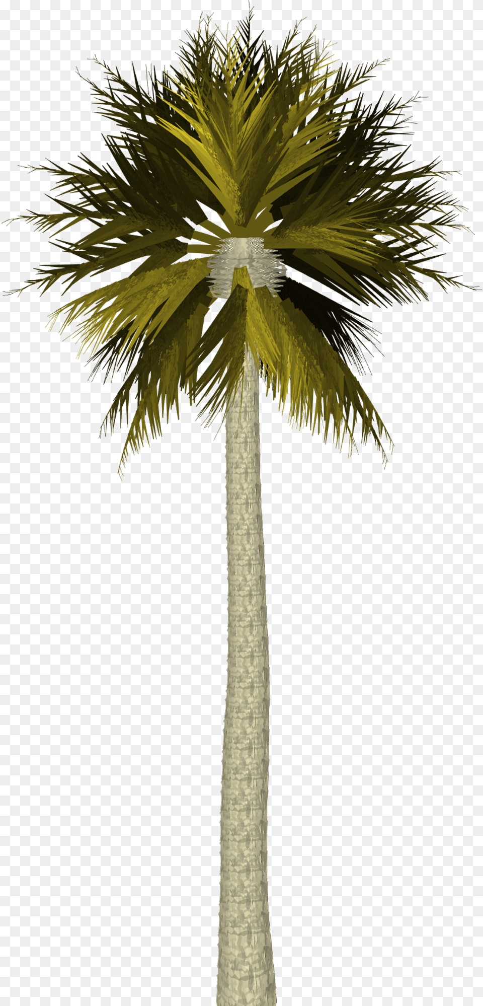 Palm Tree Image On Pixabay Palm Tree Photoshop, Palm Tree, Plant, Cross, Symbol Free Transparent Png