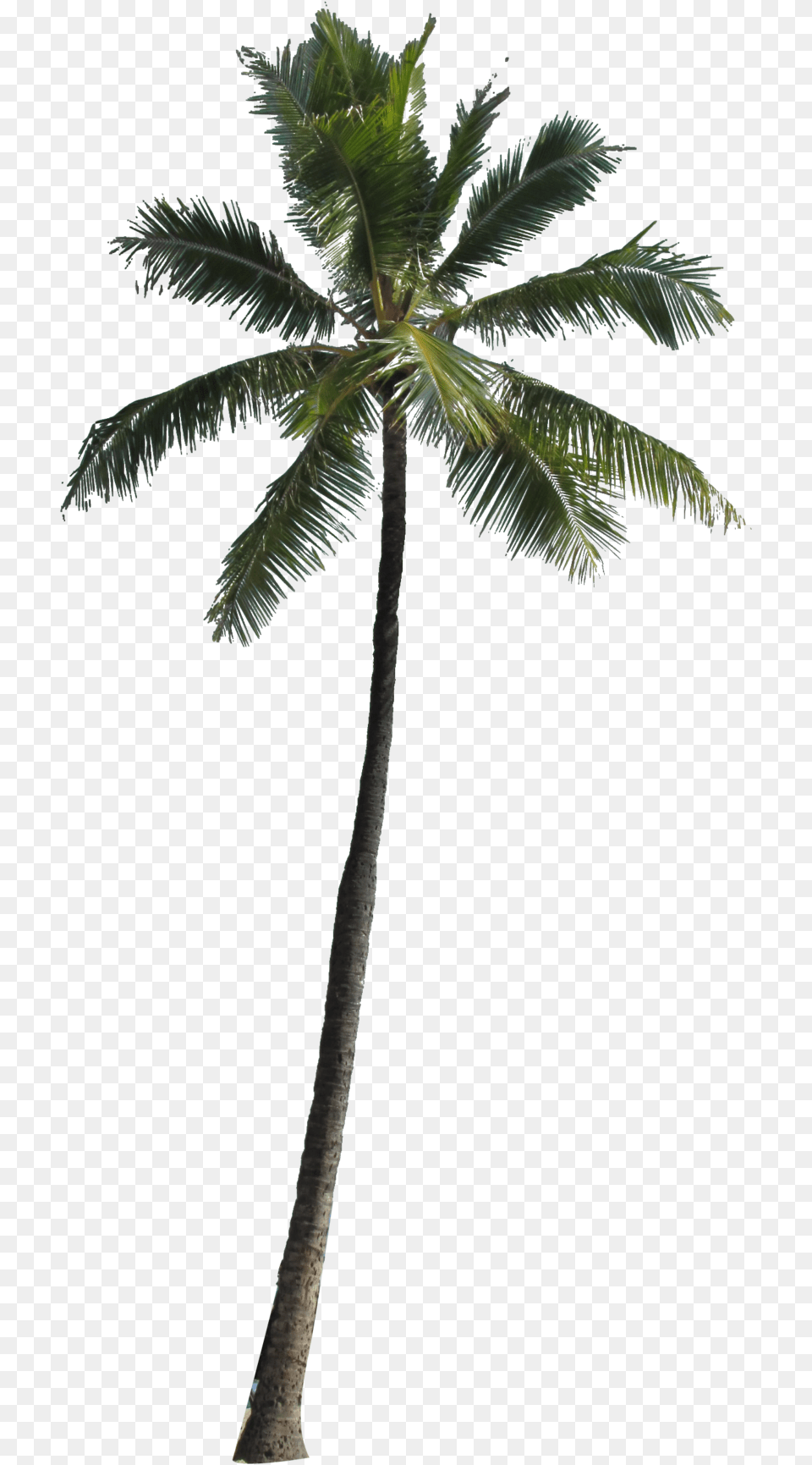 Palm Tree Image Palm Tree Transparent Background, Palm Tree, Plant, Leaf, Food Free Png Download