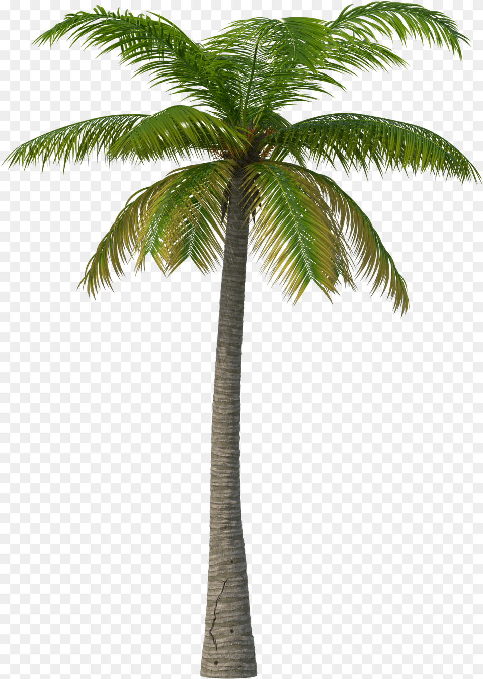 Palm Tree Summer Days Martin Garrix, Palm Tree, Plant Png Image