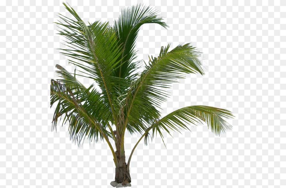 Palm Tree Image Transparent Background Arts Palm Tree Plants, Palm Tree, Plant, Leaf Free Png
