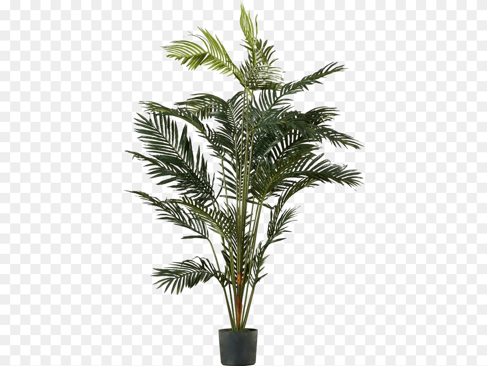 Palm Tree Image Transparent Palm Tree Pot Transparent Background, Leaf, Palm Tree, Plant, Potted Plant Free Png Download