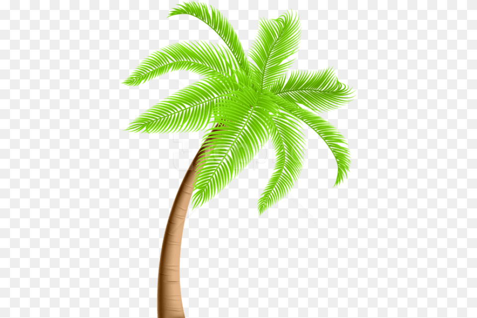 Palm Tree Images Background Background Palm Tree Clipart, Palm Tree, Plant, Leaf Free Transparent Png
