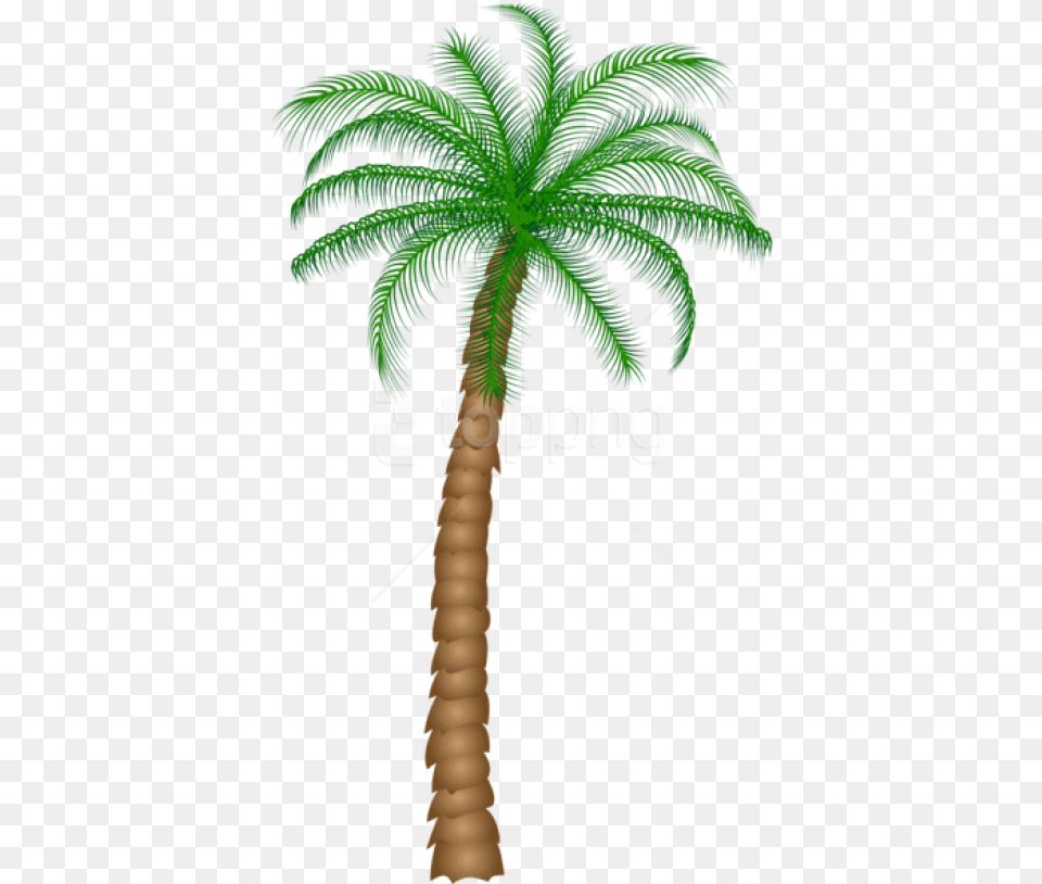 Palm Tree Images Background Clipart Palm Tree, Palm Tree, Plant Free Png