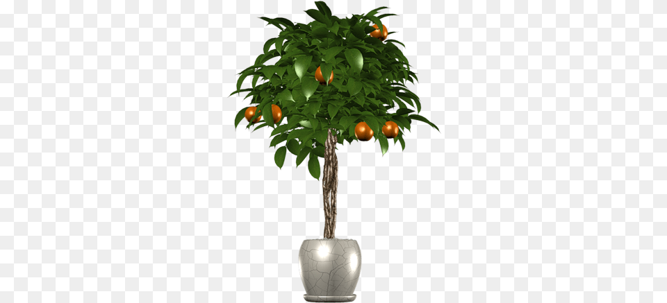 Palm Tree Images Donwload Clementine, Potted Plant, Plant, Planter, Produce Free Png Download