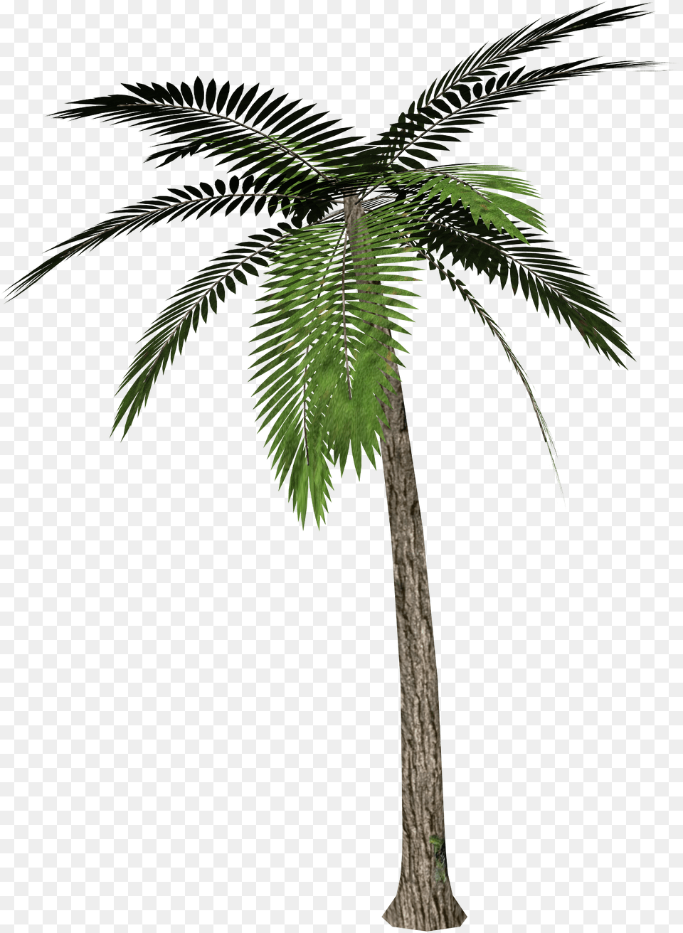 Palm Tree Images Download Palm Tree Transparent Background, Palm Tree, Plant, Leaf Free Png