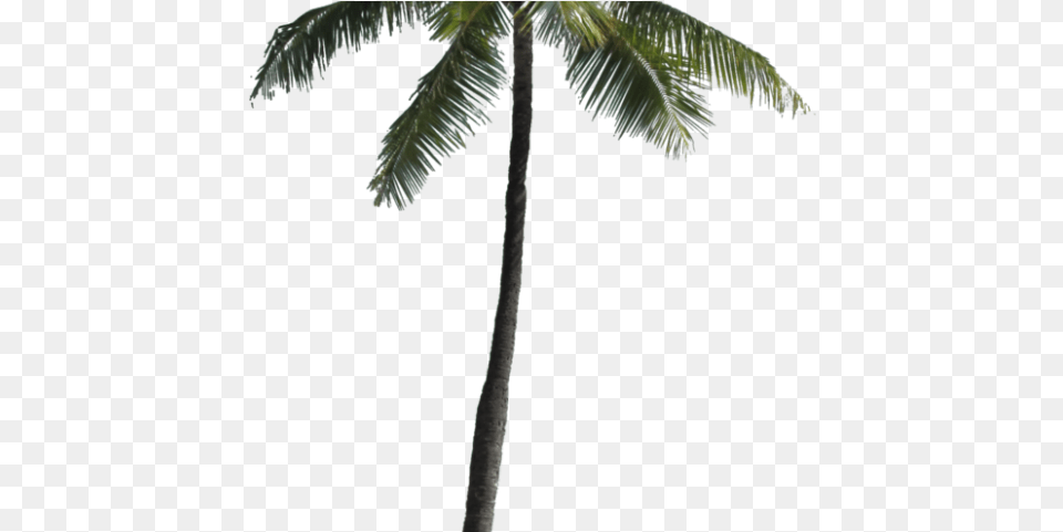 Palm Tree Images Palm Trees Coconut Tree For Photoshop, Palm Tree, Plant, Leaf Png Image
