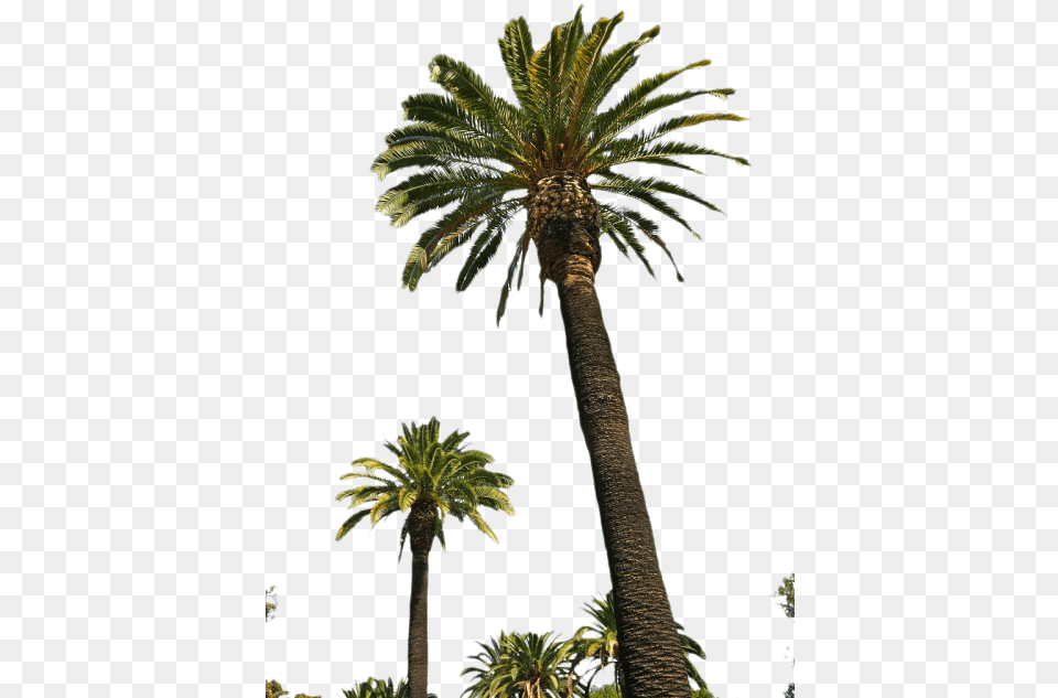 Palm Tree Images Real Palm Tree, Palm Tree, Plant, Summer Free Png