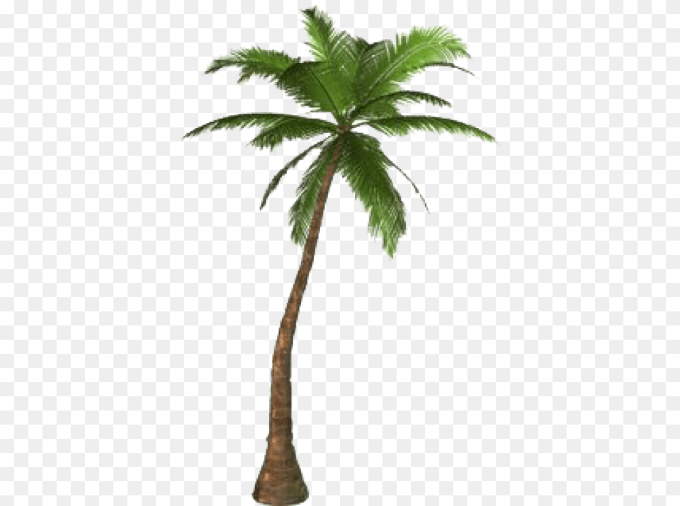 Palm Tree Images Transparent Palm, Palm Tree, Plant Free Png