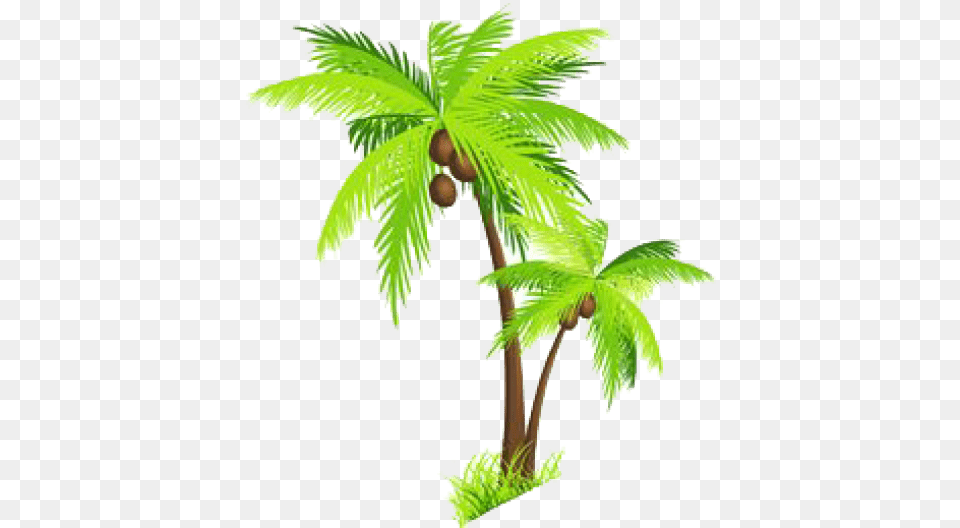 Palm Tree Images Transparent Transparent Background Coconut Tree Clipart, Palm Tree, Plant, Leaf, Fern Free Png Download