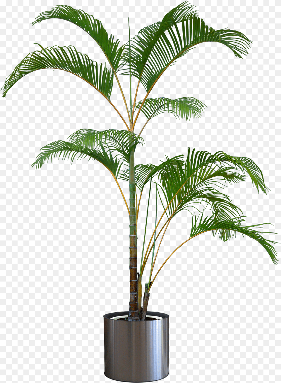 Palm Tree In Pot, Palm Tree, Plant, Potted Plant, Leaf Free Png