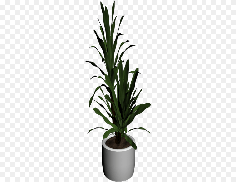 Palm Tree In Room, Plant, Potted Plant, Leaf, Jar Png