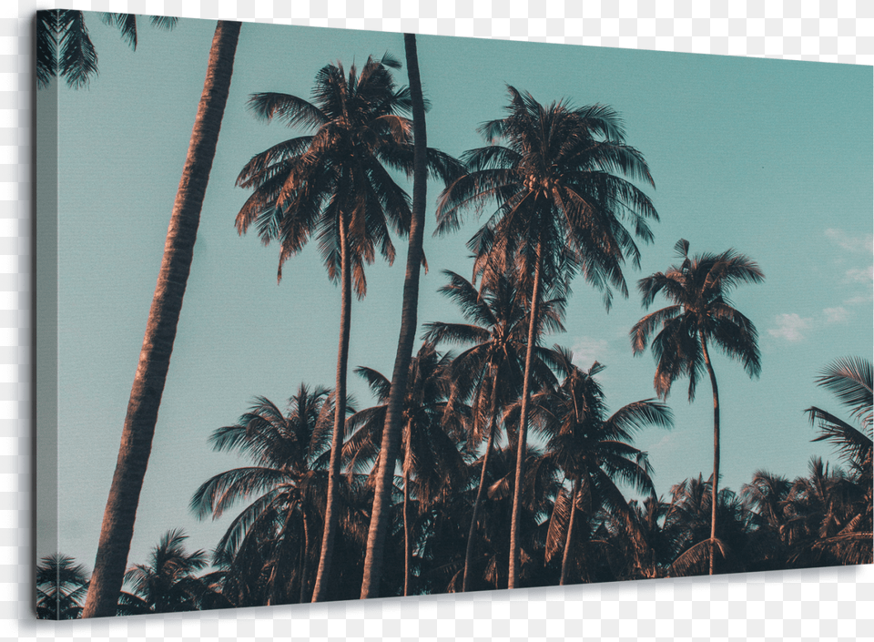 Palm Tree Iphone X, Nature, Outdoors, Palm Tree, Plant Free Png Download