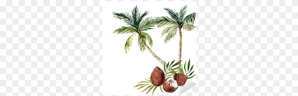 Palm Tree Isolated On White Background Watercolor Palm Tree, Palm Tree, Plant, Food, Fruit Png