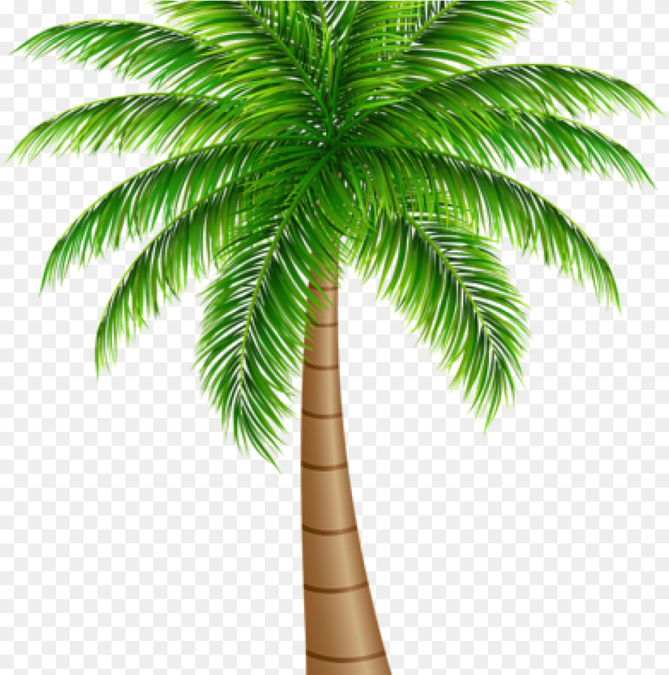 Palm Tree Large Clip Art Palm Tree Art, Palm Tree, Plant Png Image