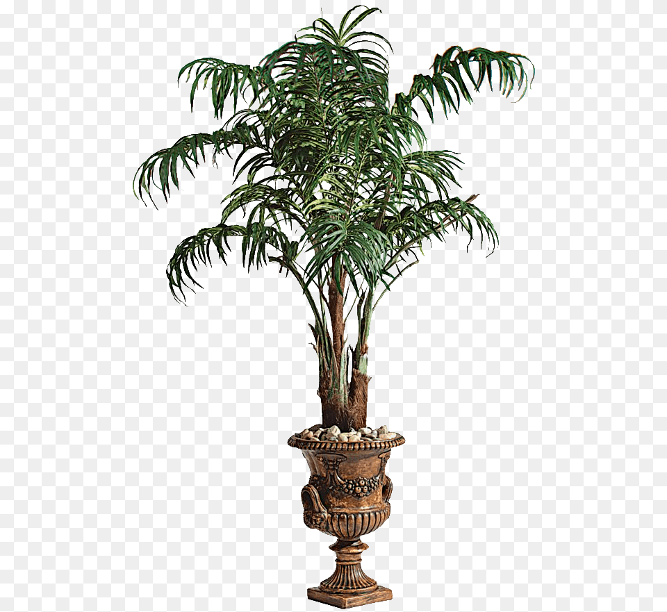 Palm Tree Large Size Format Photo Palm In Pot, Palm Tree, Plant, Potted Plant, Leaf Png Image