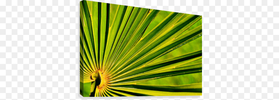 Palm Tree Leaf 1 Canvas Print Saw Palmetto, Green, Palm Tree, Plant, Summer Png Image