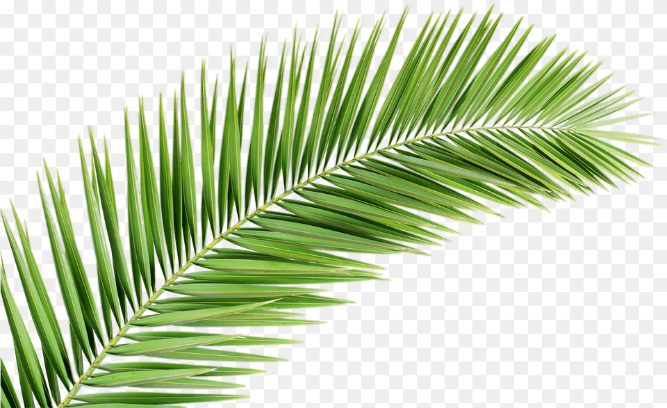 Palm Tree Leaf, Plant, Green, Palm Tree, Vegetation Free Png