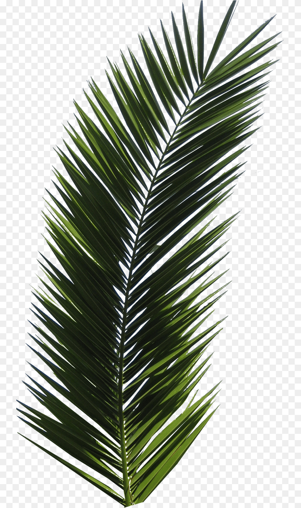 Palm Tree Leaf, Palm Tree, Plant Free Png Download
