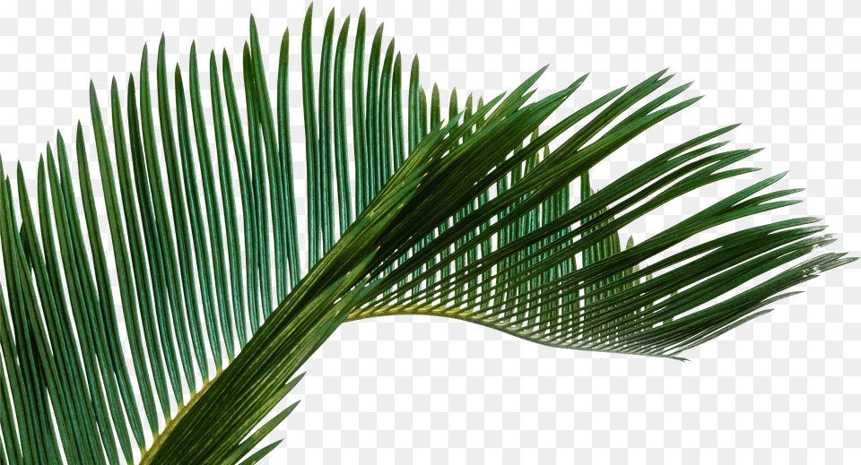 Palm Tree Leaf Free Png