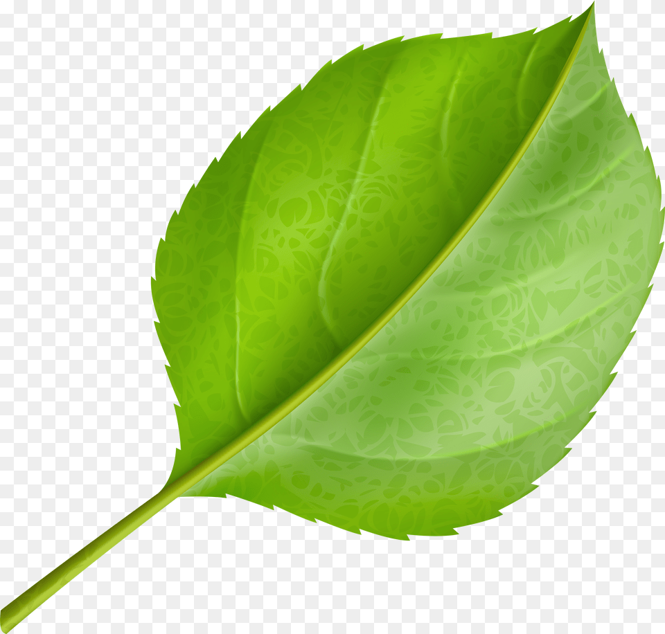 Palm Tree Leaf Free Png