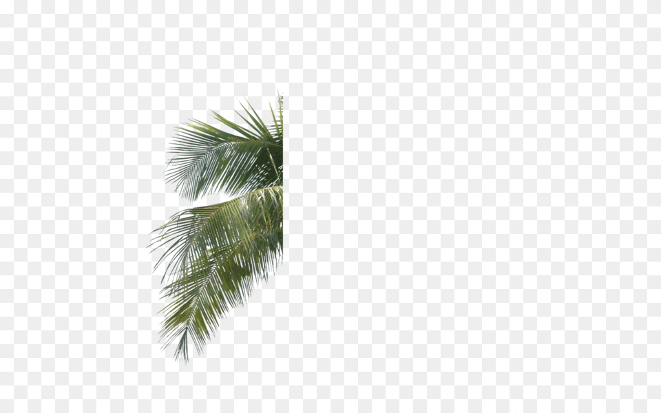 Palm Tree Leaf Branch Palm Tree Leaves Psd Pine Tree Leaves Psd, Palm Tree, Plant, Vegetation, Outdoors Png Image