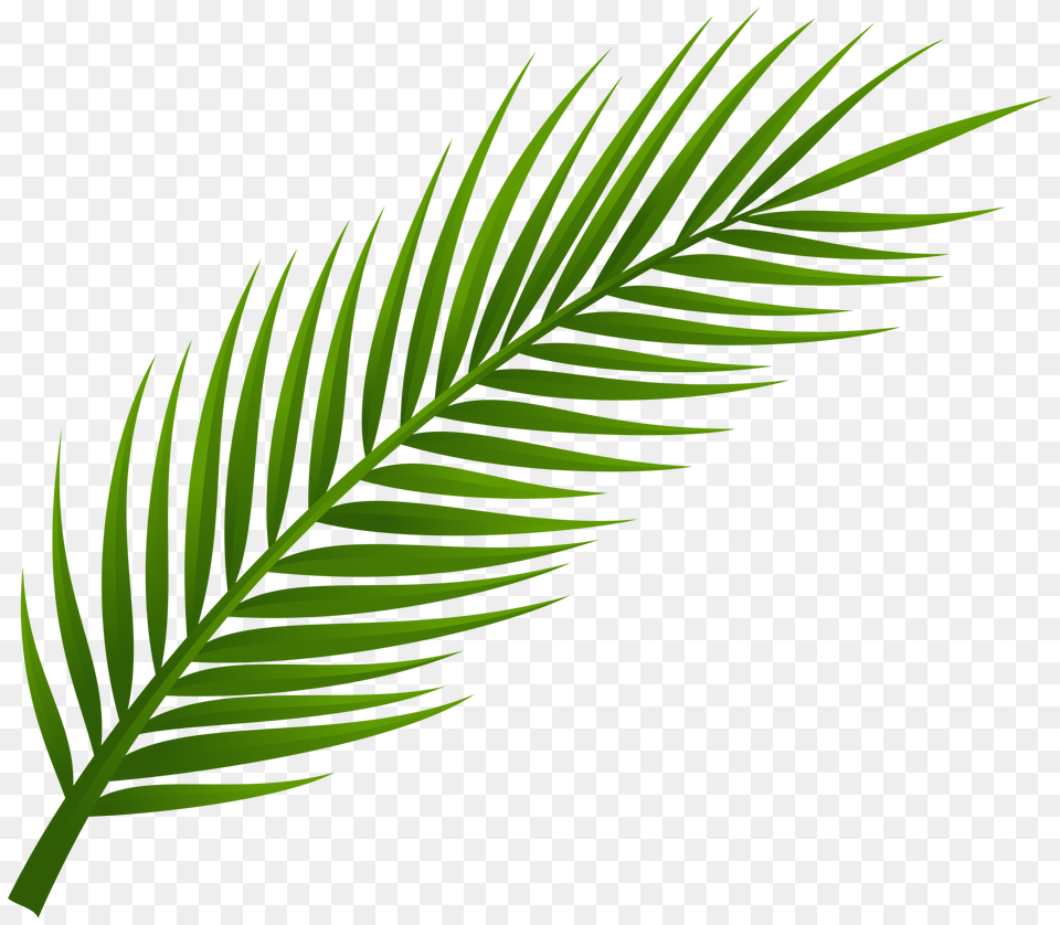 Palm Tree Leaf Clip Art, Green, Plant, Fern Free Png Download