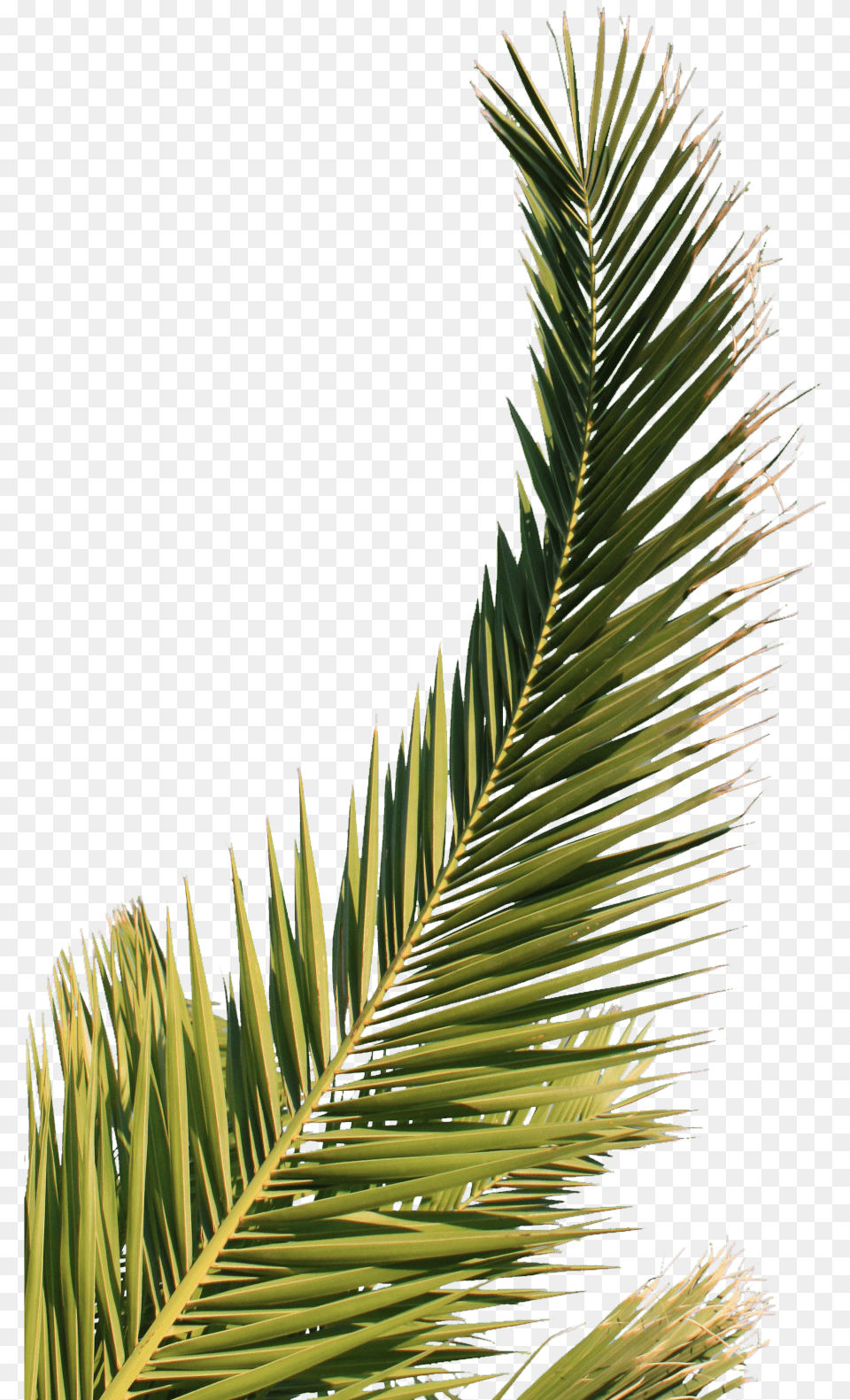 Palm Tree Leaf Download Feuille De Palmier, Fir, Palm Tree, Plant, Conifer Free Transparent Png