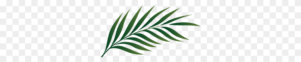 Palm Tree Leaf Palm Pictures, Fern, Plant Png