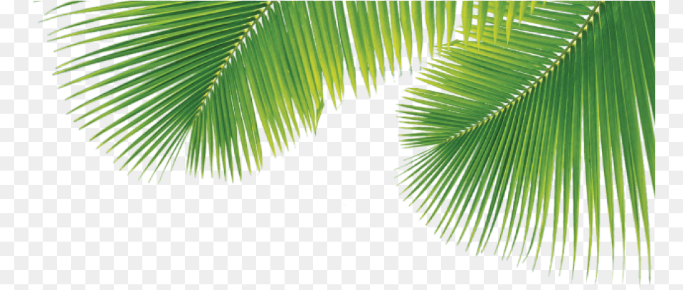Palm Tree Leaf Palm Tree Leaf, Green, Rainforest, Plant, Palm Tree Free Png Download