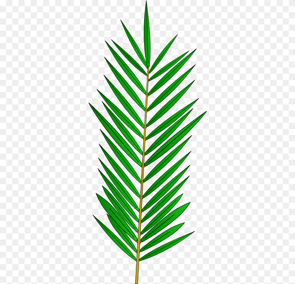 Palm Tree Leaf Template, Green, Plant, Vegetation, Grass Png Image