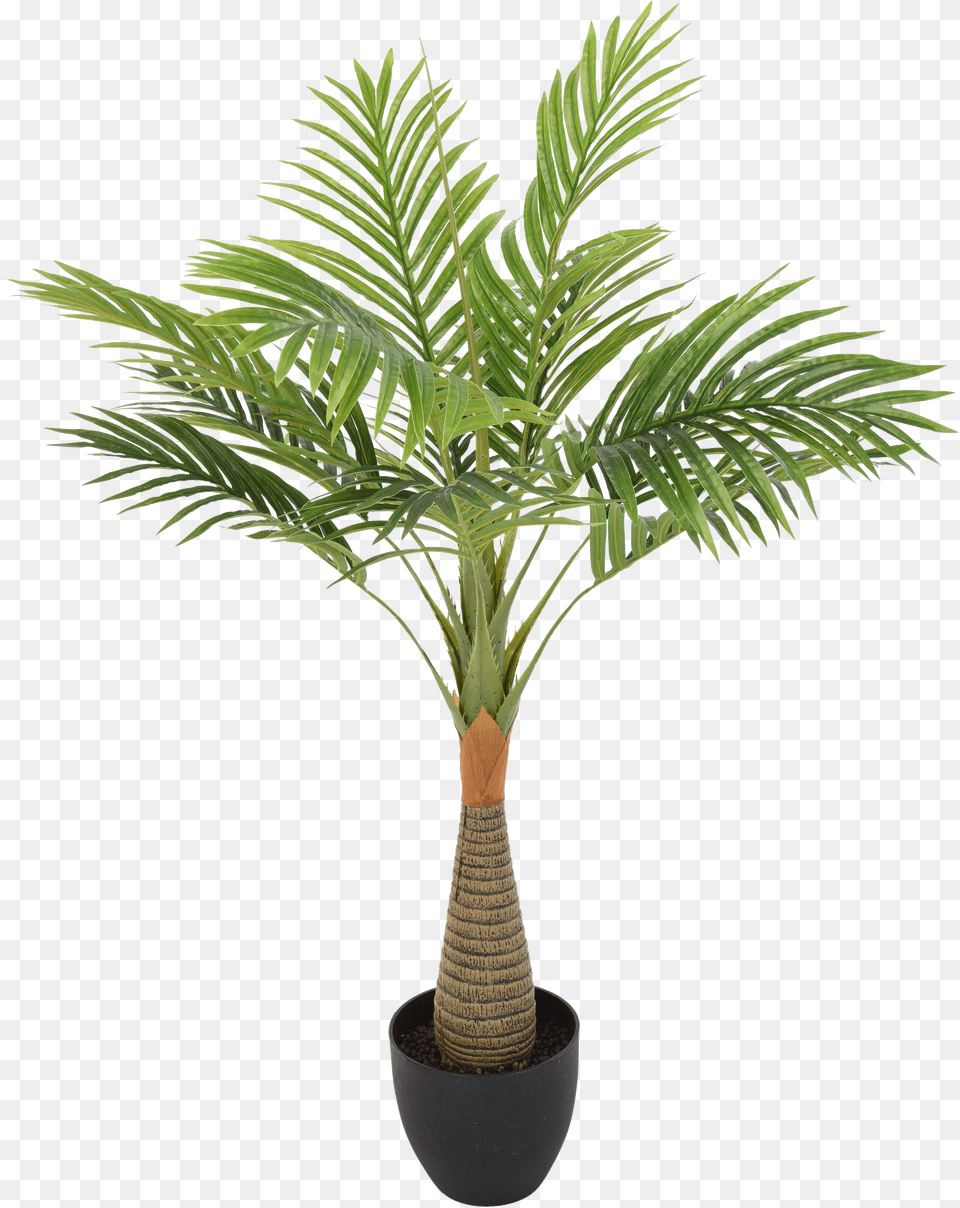 Palm Tree Leaf Transparent Background Play Palmera Planta, Text Free Png Download